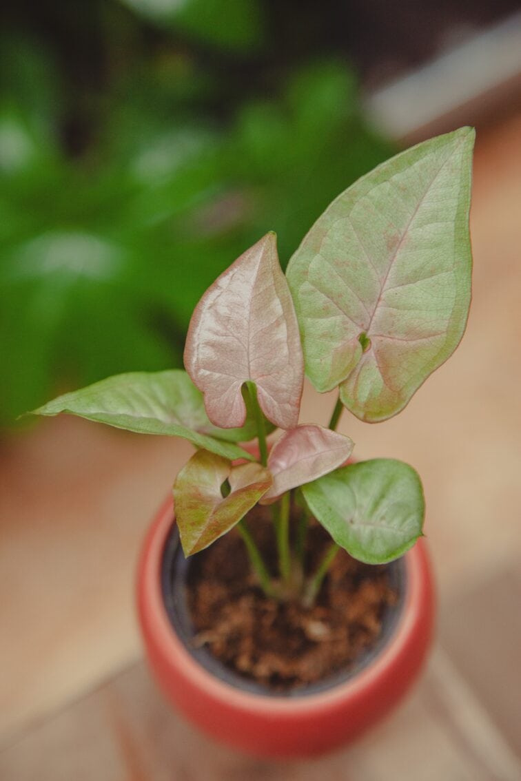 Zdjęcie rośliny Syngonium Pink Spot, ujęcie 2