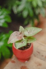 Zdjęcie rośliny Syngonium Pink Spot, ujęcie 1