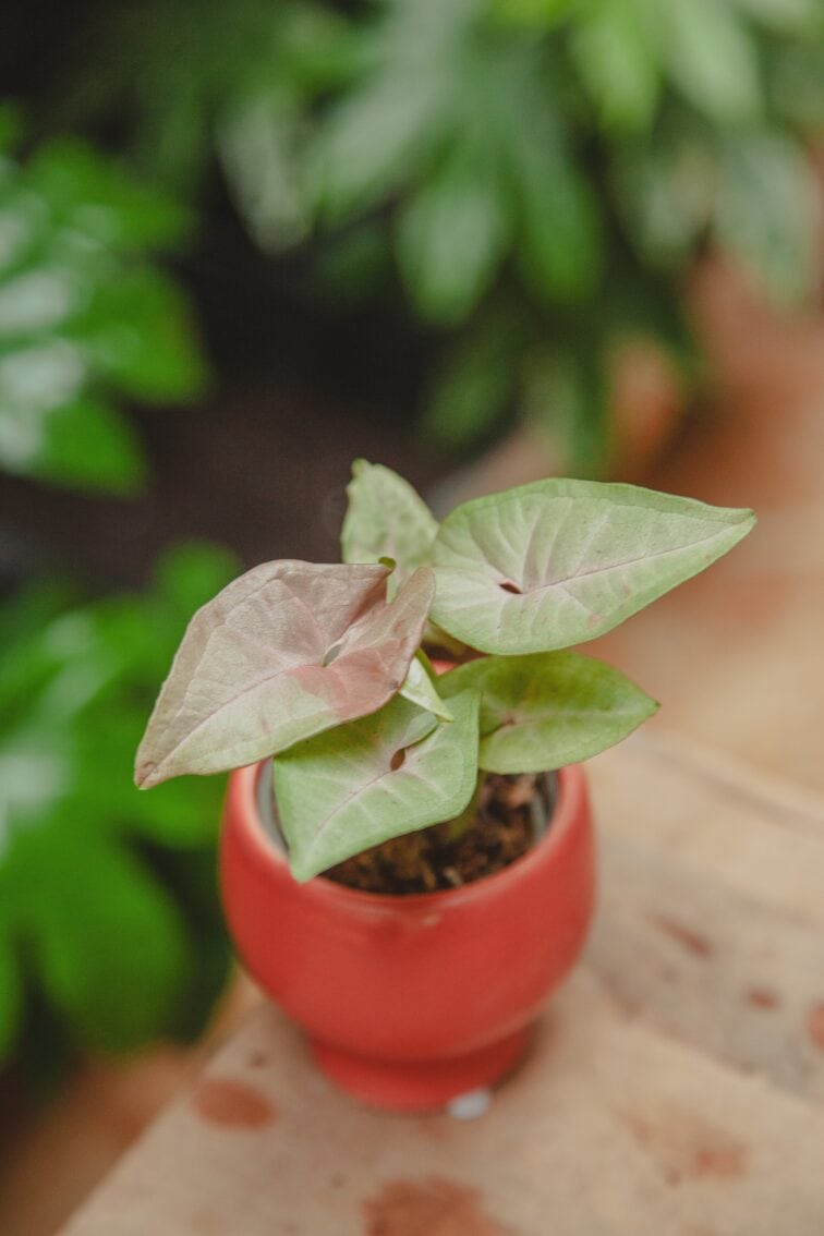 Zdjęcie rośliny Syngonium Pink Spot, ujęcie 1