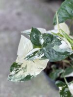 Zdjęcie rośliny Syngonium Podophyllum Albo Variegata, ujęcie 1