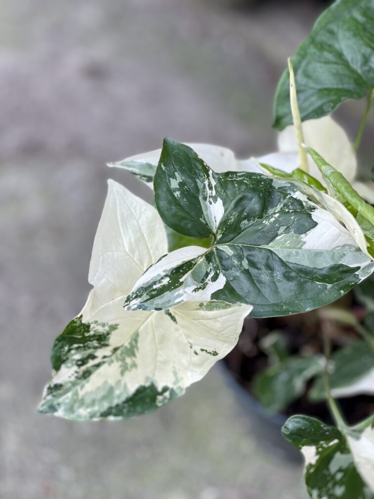 syngonium-podophyllum-albo-variegata_14x30-1_1648297238.jpg Zdjęcie rośliny Syngonium Podophyllum Albo Variegata, ujęcie 1