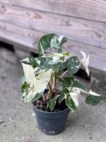 Zdjęcie rośliny Syngonium Podophyllum Albo Variegata, ujęcie 2