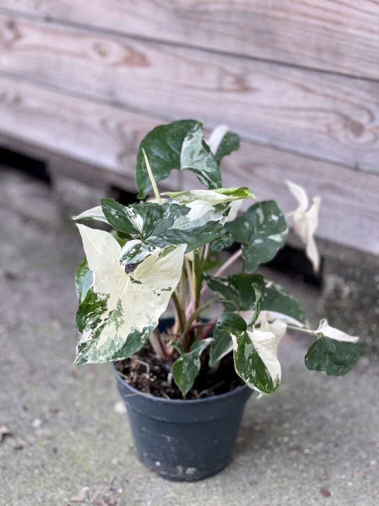 Zdjęcie rośliny Syngonium Podophyllum Albo Variegata, ujęcie 2