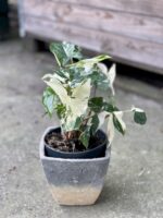 Zdjęcie rośliny Syngonium Podophyllum Albo Variegata, ujęcie 3