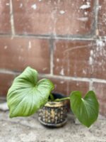 Zdjęcie rośliny Thaumatophyllum Bipinnatifidum (Filodendron Podwójnie Pierzasty), ujęcie 1