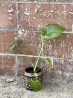 Zdjęcie rośliny Thaumatophyllum Bipinnatifidum (Filodendron Podwójnie Pierzasty), ujęcie 2