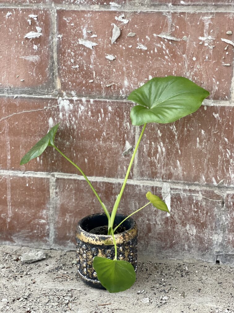 Zdjęcie rośliny Thaumatophyllum Bipinnatifidum (Filodendron Podwójnie Pierzasty), ujęcie 2