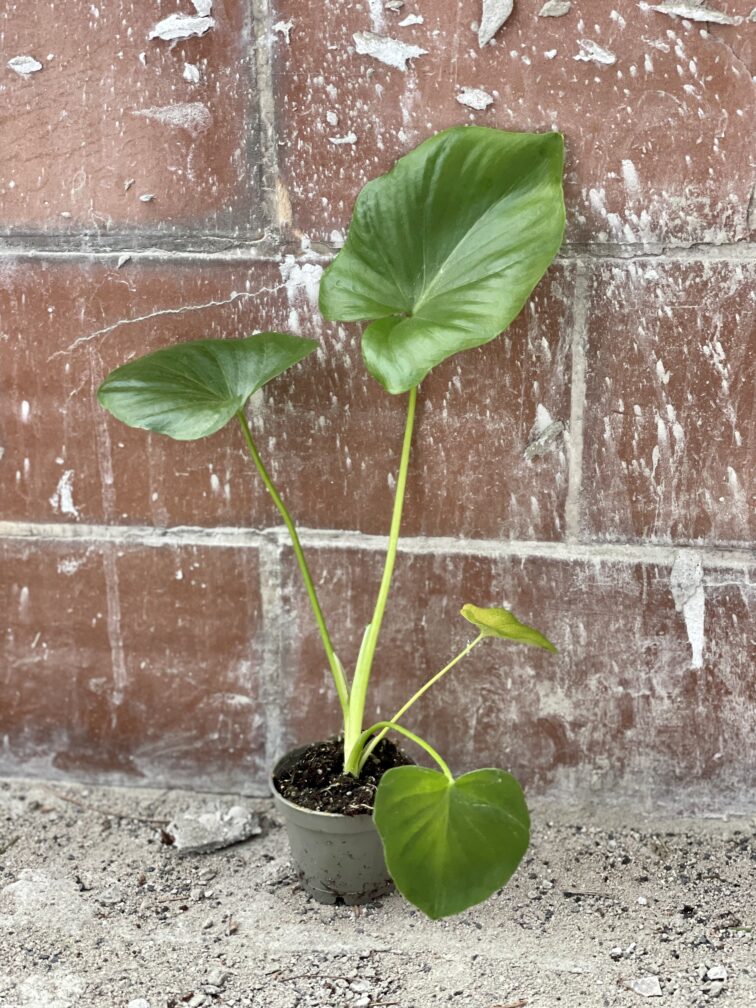 Zdjęcie rośliny Thaumatophyllum Bipinnatifidum (Filodendron Podwójnie Pierzasty), ujęcie 3