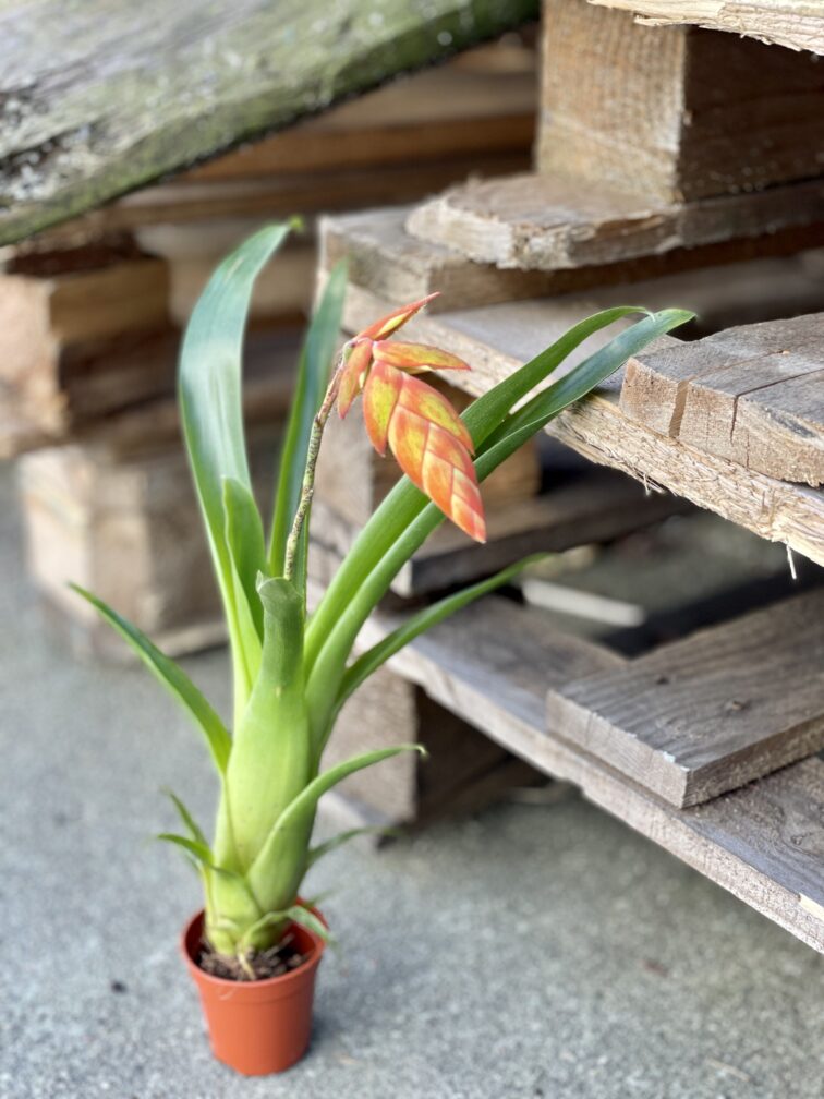 Zdjęcie rośliny Tillandsia Dyeriana, ujęcie 1