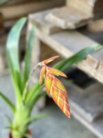 Zdjęcie rośliny Tillandsia Dyeriana, ujęcie 2