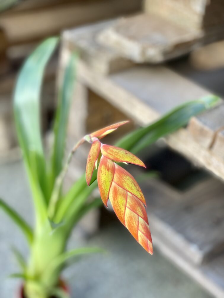 Zdjęcie rośliny Tillandsia Dyeriana, ujęcie 2