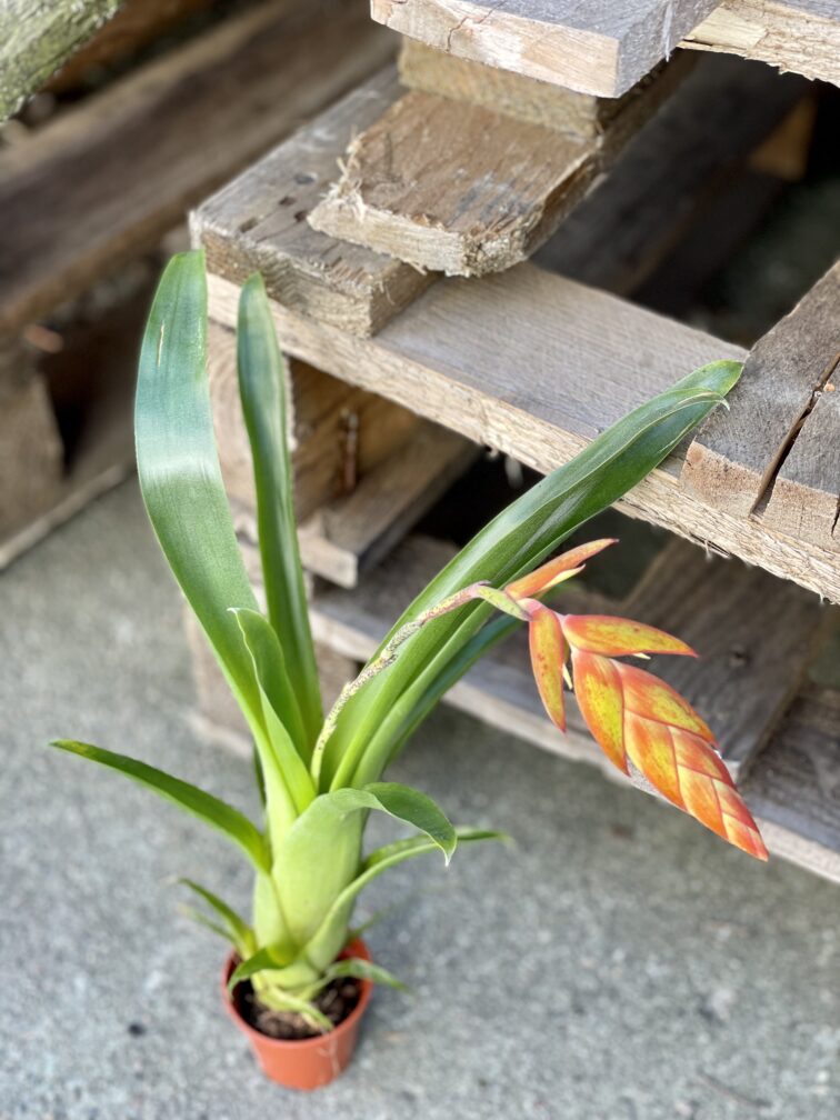 Zdjęcie rośliny Tillandsia Dyeriana, ujęcie 3