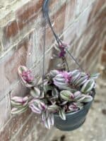 Zdjęcie rośliny Tradescantia Albiflora Nanouk (Trzykrotka Nanouk), ujęcie 1