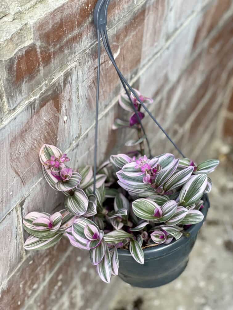 Zdjęcie rośliny Tradescantia Albiflora Nanouk (Trzykrotka Nanouk), ujęcie 1