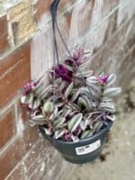 Zdjęcie rośliny Tradescantia Albiflora Nanouk (Trzykrotka Nanouk), ujęcie 2