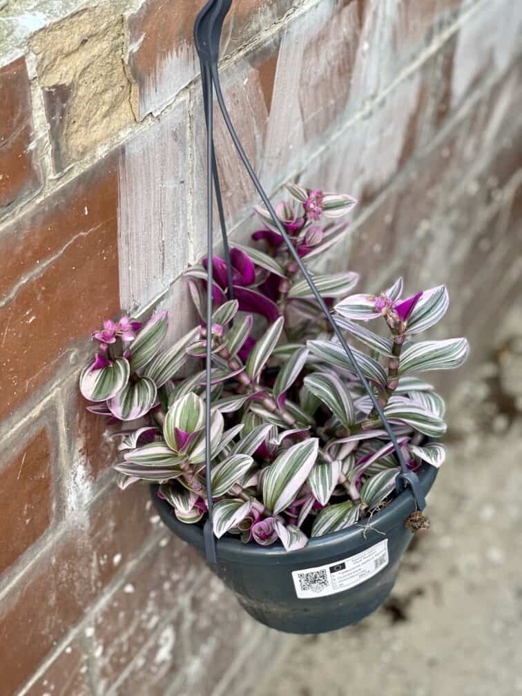 Zdjęcie rośliny Tradescantia Albiflora Nanouk (Trzykrotka Nanouk), ujęcie 2