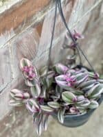 Zdjęcie rośliny Tradescantia Albiflora Nanouk (Trzykrotka Nanouk), ujęcie 3