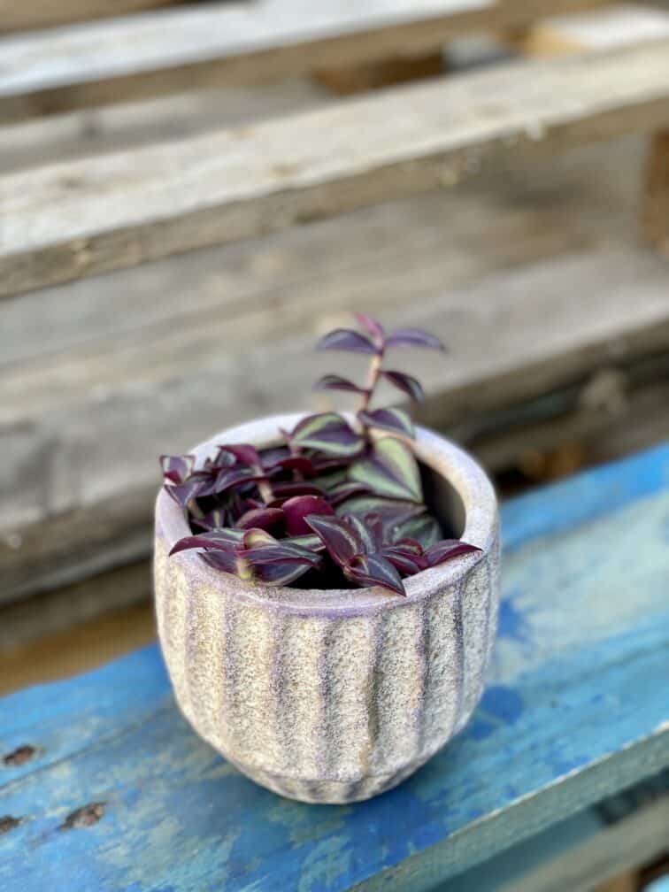 Zdjęcie rośliny Tradescantia Purple (Trzykrotka), ujęcie 3