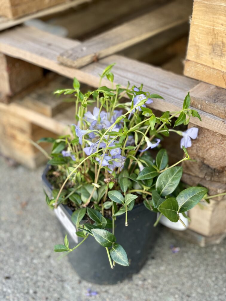 Zdjęcie rośliny Vinca Minor (Barwinek), ujęcie 1