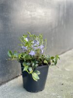 Zdjęcie rośliny Vinca Minor (Barwinek), ujęcie 2