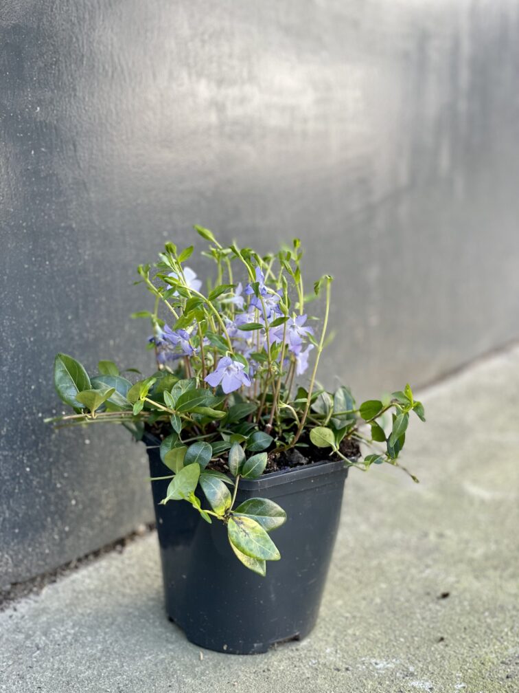 Zdjęcie rośliny Vinca Minor (Barwinek), ujęcie 2
