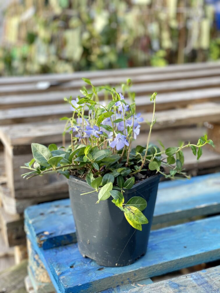 Zdjęcie rośliny Vinca Minor (Barwinek), ujęcie 3