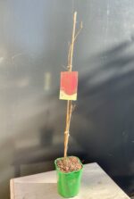 Zdjęcie rośliny Vitis coignetiae (Winorośl japońska), ujęcie 1