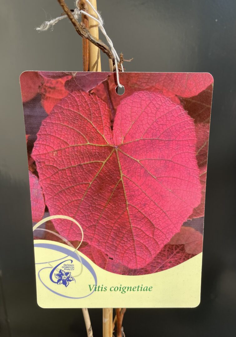 Zdjęcie rośliny Vitis coignetiae (Winorośl japońska), ujęcie 2