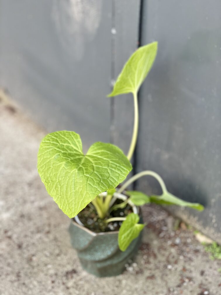 wasabi-japonica_12x25-1_1648285903.jpg Zdjęcie rośliny Wasabi japonica (Chrzan japoński), ujęcie 1