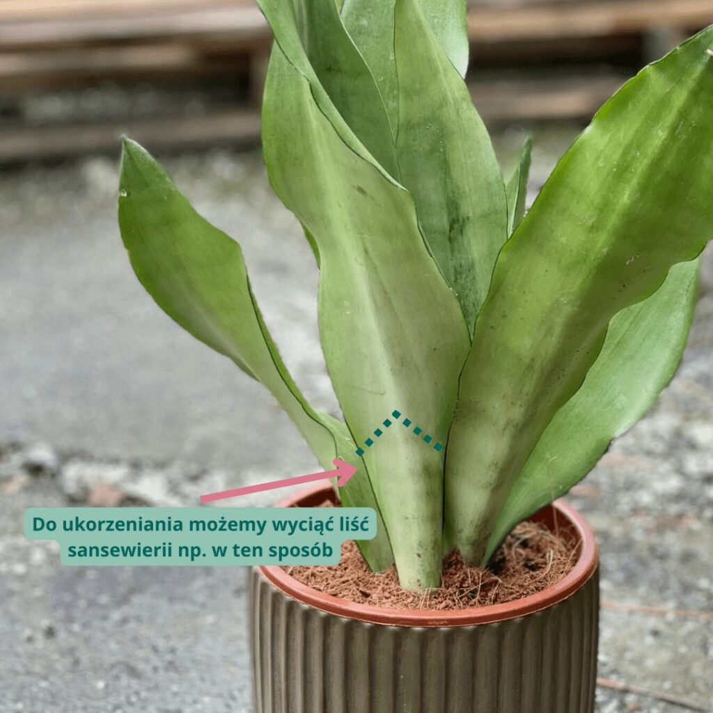 Sansevieria - rozmnażanie i ukorzenianie. Jak rozmnożyć sansewierię? Infografika