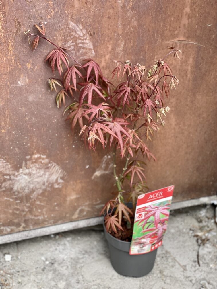 Zdjęcie rośliny Acer palmatum Starfish (Klon palmowy), ujęcie 1