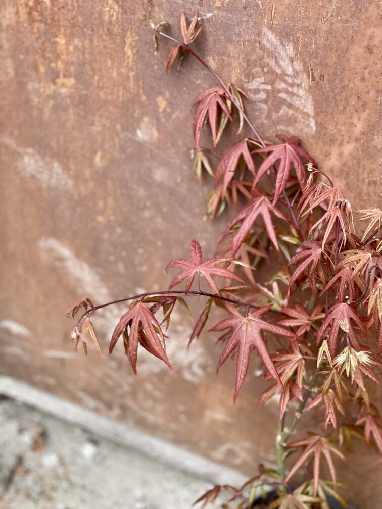 Zdjęcie rośliny Acer palmatum Starfish (Klon palmowy), ujęcie 2
