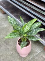 Zdjęcie rosliny doniczkowej Aglaonema Green Lady, ujęcie 1