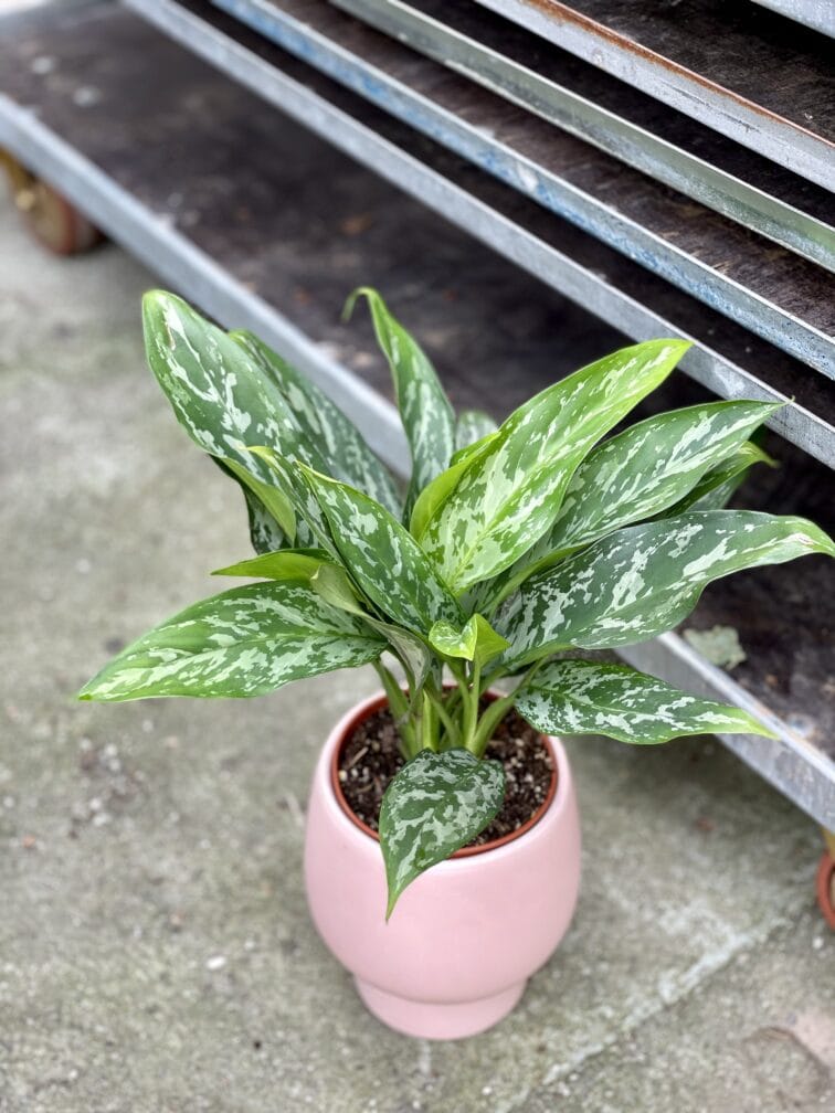 Zdjęcie rosliny doniczkowej Aglaonema Green Lady, ujęcie 1