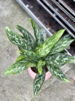 Zdjęcie rosliny doniczkowej Aglaonema Green Lady, ujęcie 2