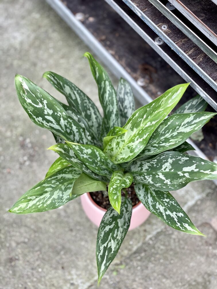 Zdjęcie rosliny doniczkowej Aglaonema Green Lady, ujęcie 2