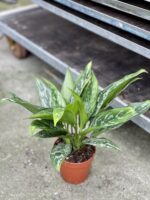 Zdjęcie rosliny doniczkowej Aglaonema Green Lady, ujęcie 3