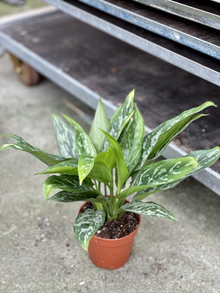Zdjęcie rosliny doniczkowej Aglaonema Green Lady, ujęcie 3
