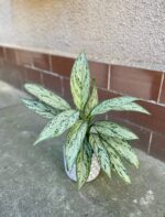 Zdjęcie rośliny Aglaonema Maria Christina, ujęcie 1