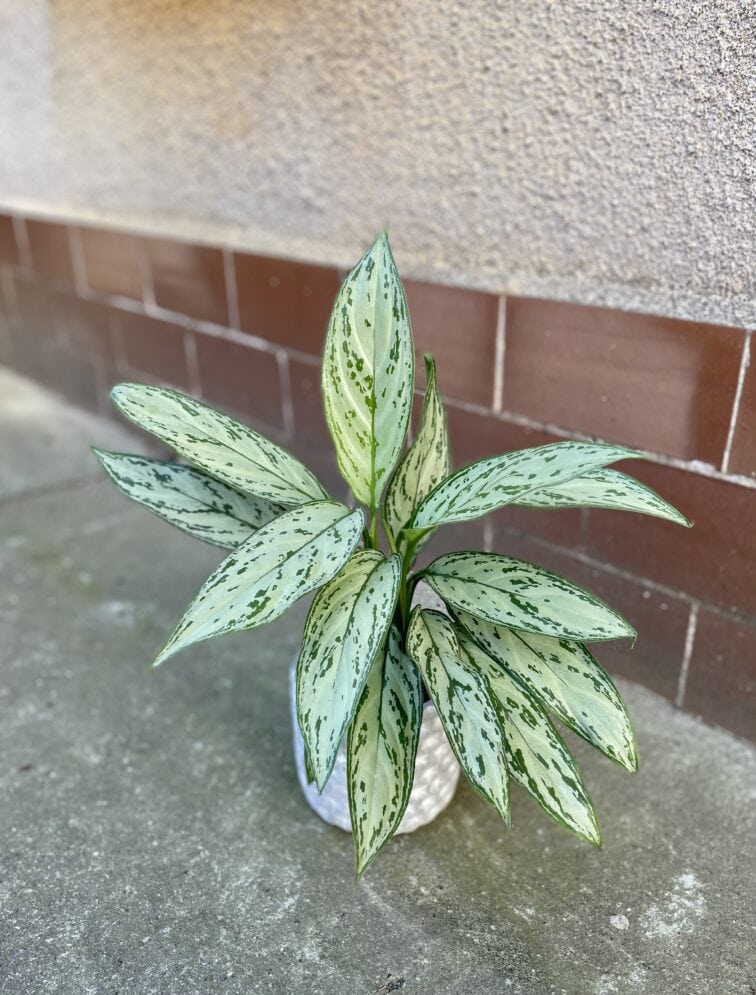 aglaonema-maria-christina_12x35-1_1647933112.jpg Zdjęcie rośliny Aglaonema Maria Christina, ujęcie 1