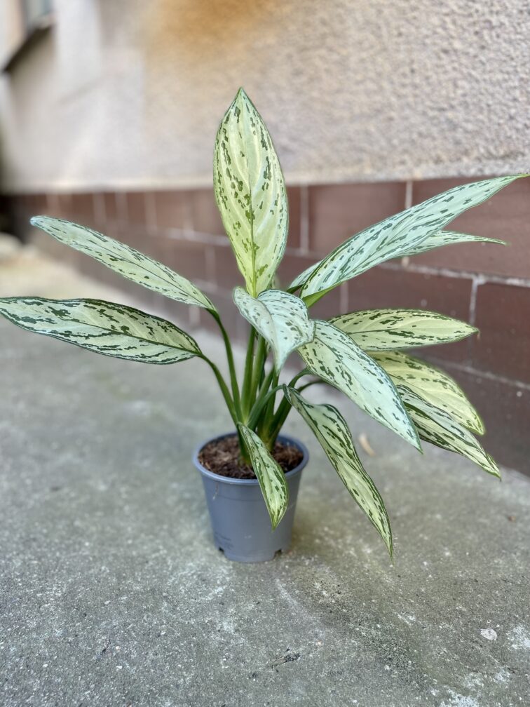 Zdjęcie rośliny Aglaonema Maria Christina, ujęcie 2
