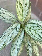 Zdjęcie rośliny Aglaonema Maria Christina, ujęcie 3