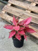 Zdjęcie rośliny Aglaonema Red Elephant, ujęcie 1