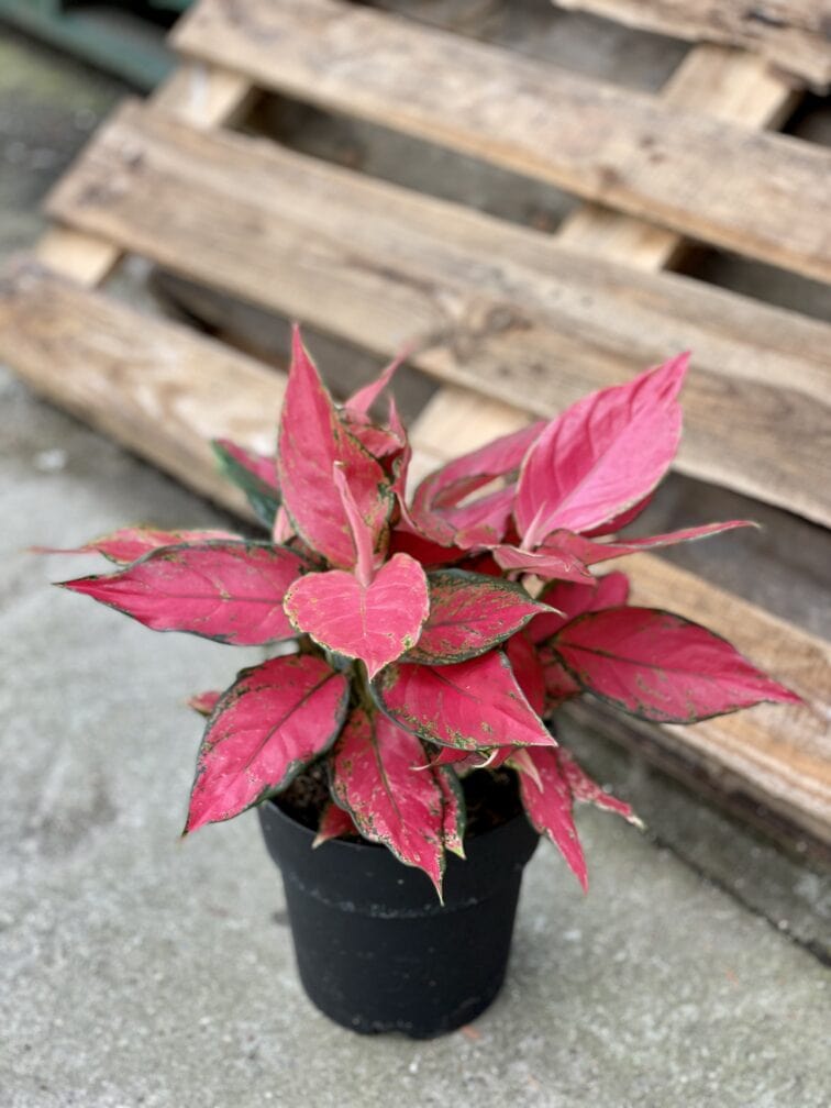 Zdjęcie rośliny Aglaonema Red Elephant, ujęcie 1