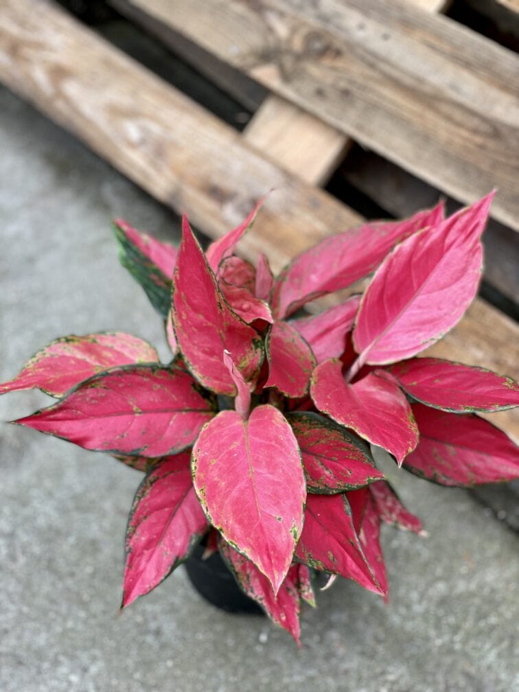 Zdjęcie rośliny Aglaonema Red Elephant, ujęcie 2