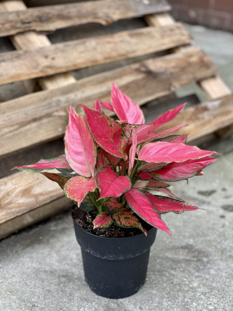 Zdjęcie rośliny Aglaonema Red Elephant, ujęcie 3