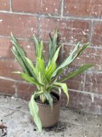 Zdjęcie rośliny Aglaonema White Lance, ujęcie 1