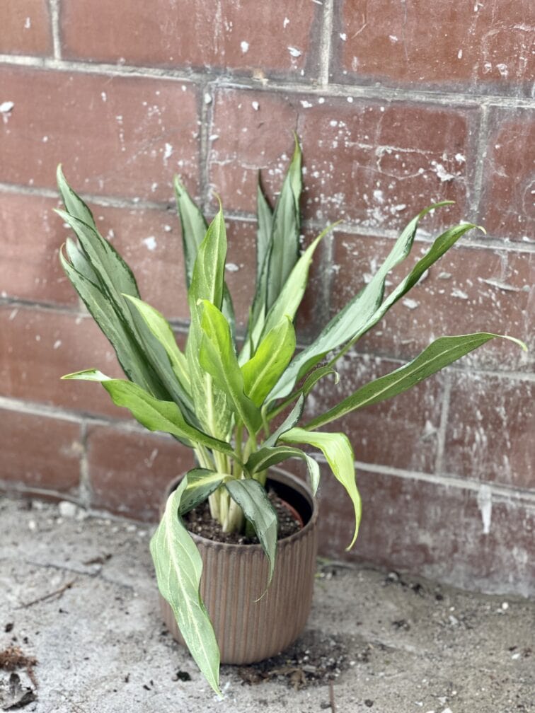 Zdjęcie rośliny Aglaonema White Lance, ujęcie 1