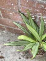 Zdjęcie rośliny Aglaonema White Lance, ujęcie 2