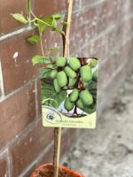 Zdjęcie rosliny doniczkowej Aktinidia kolomikta Sentyabraskaya (Aktinidia pstrolistna), ujęcie 1
